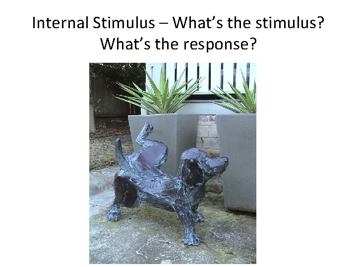 Internal Stimulus – What’s the stimulus? What’s the response? 