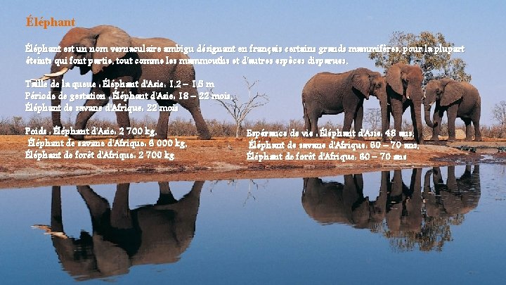 Éléphant est un nom vernaculaire ambigu désignant en français certains grands mammifères, pour la