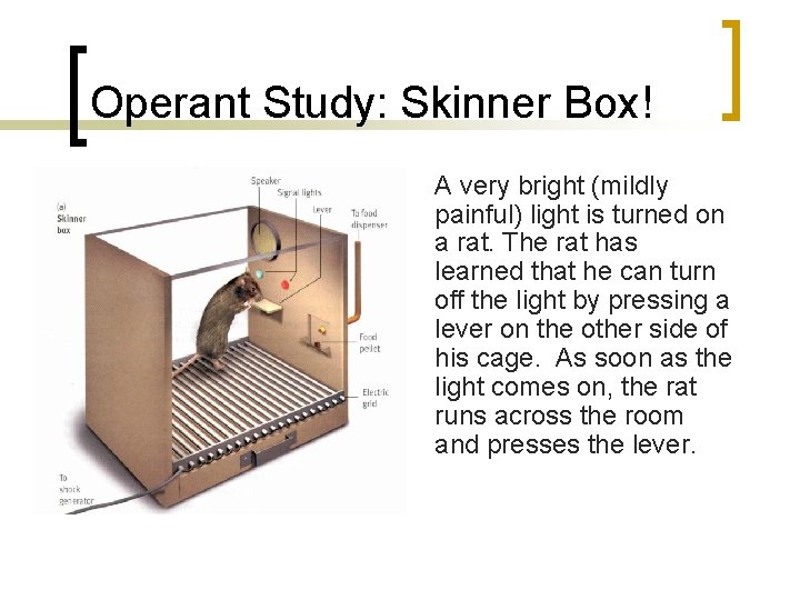 Operant Study: Skinner Box! A very bright (mildly painful) light is turned on a