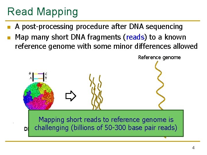 Read Mapping n n A post-processing procedure after DNA sequencing Map many short DNA Read Mapping n n A post-processing procedure after DNA sequencing Map many short DNA