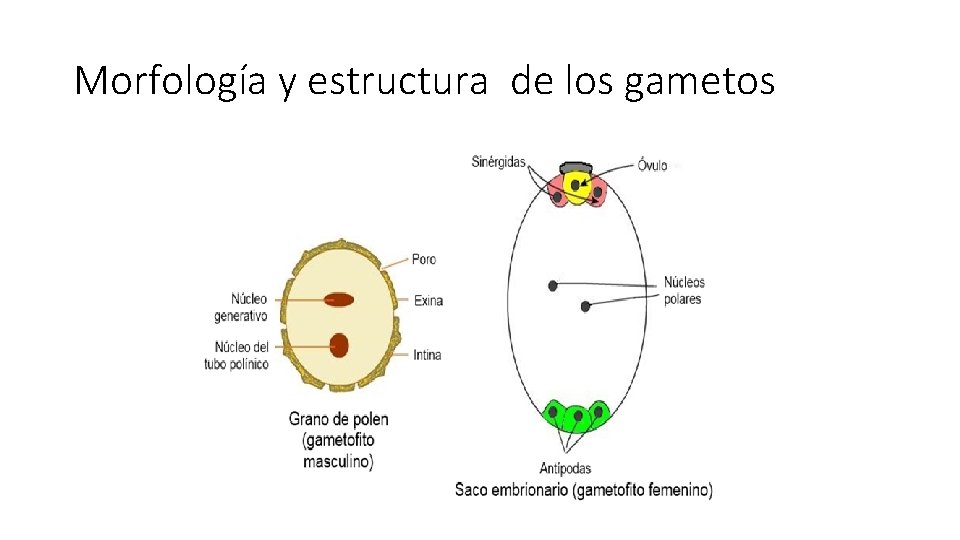 Morfología y estructura de los gametos 
