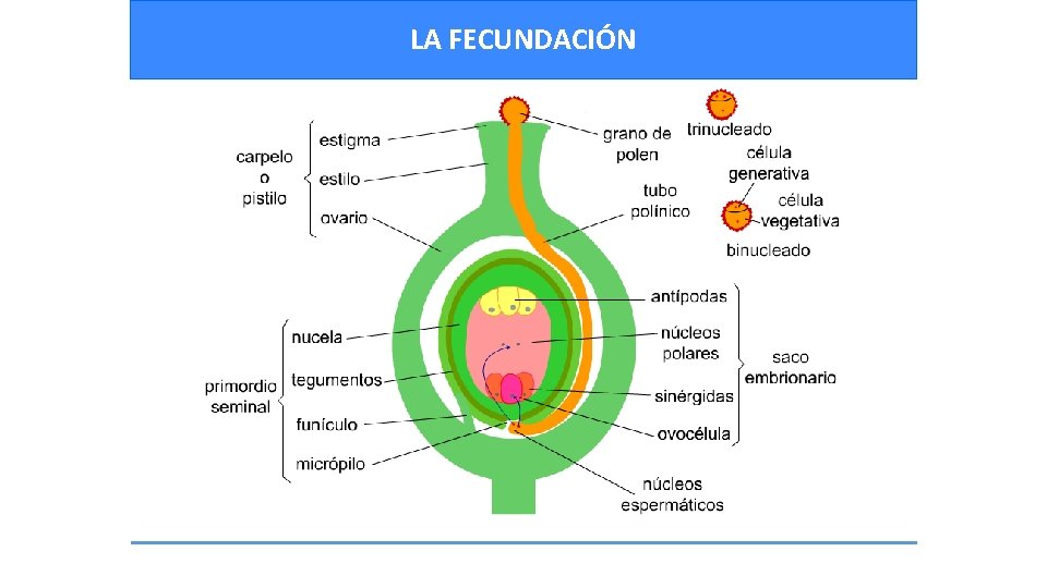 LA FECUNDACIÓN 