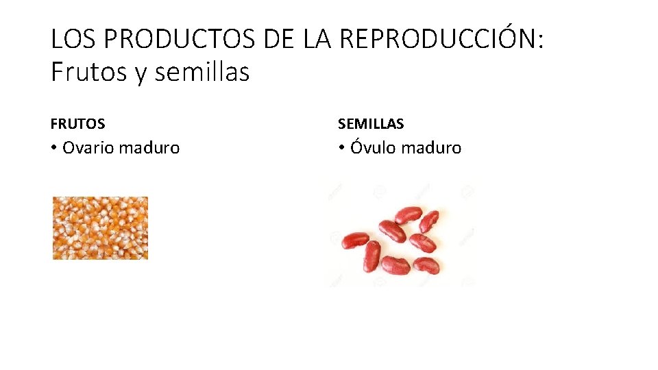 LOS PRODUCTOS DE LA REPRODUCCIÓN: Frutos y semillas FRUTOS SEMILLAS • Ovario maduro •