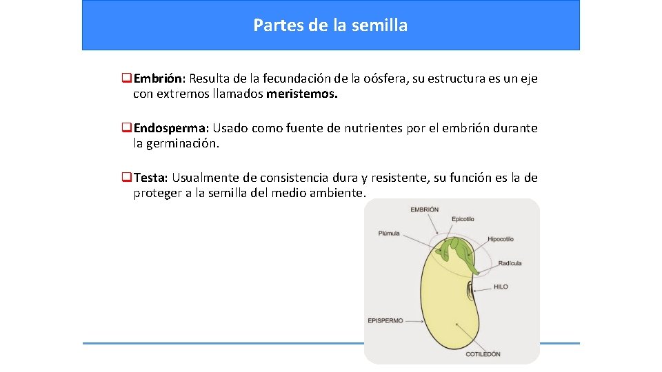 Partes de la semilla q. Embrión: Resulta de la fecundación de la oósfera, su