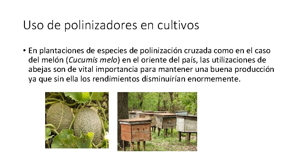 Uso de polinizadores en cultivos • En plantaciones de especies de polinización cruzada como