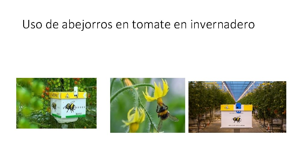 Uso de abejorros en tomate en invernadero 