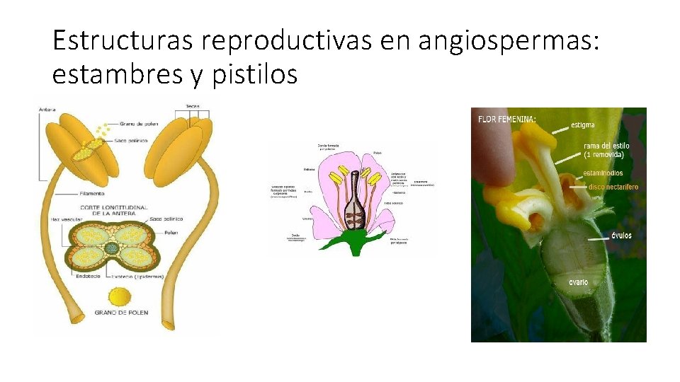 Estructuras reproductivas en angiospermas: estambres y pistilos 