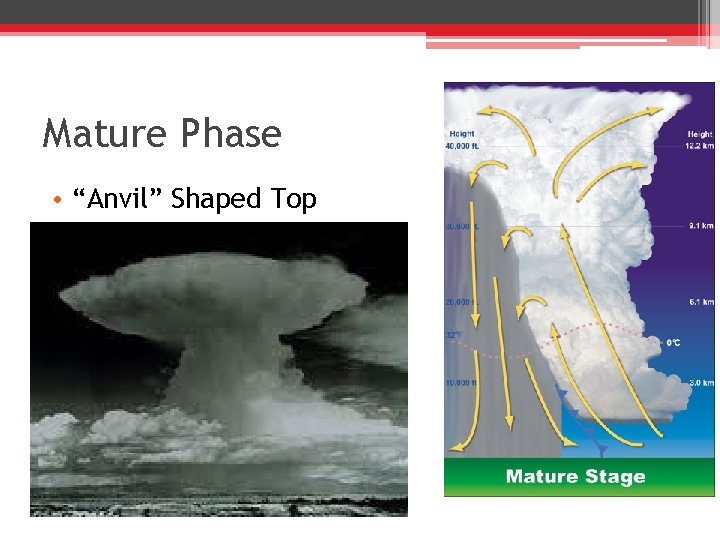 Mature Phase • “Anvil” Shaped Top 
