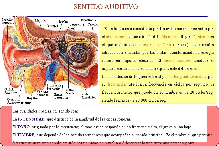 SENTIDO AUDITIVO El estímulo está constituido por las ondas sonoras recibidas por el oído SENTIDO AUDITIVO El estímulo está constituido por las ondas sonoras recibidas por el oído