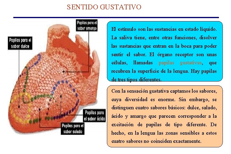 SENTIDO GUSTATIVO El estímulo son las sustancias en estado líquido. La saliva tiene, entre SENTIDO GUSTATIVO El estímulo son las sustancias en estado líquido. La saliva tiene, entre