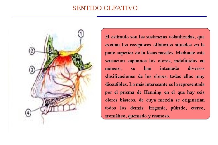 SENTIDO OLFATIVO El estímulo son las sustancias volatilizadas, que excitan los receptores olfatorios situados SENTIDO OLFATIVO El estímulo son las sustancias volatilizadas, que excitan los receptores olfatorios situados