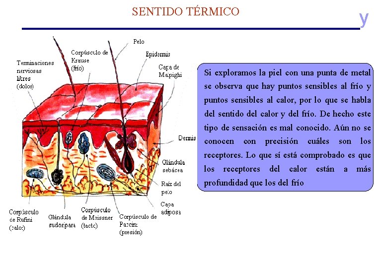 SENTIDO TÉRMICO y Si exploramos la piel con una punta de metal se observa SENTIDO TÉRMICO y Si exploramos la piel con una punta de metal se observa