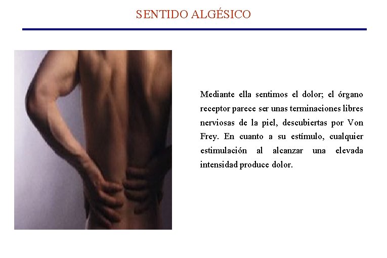 SENTIDO ALGÉSICO Mediante ella sentimos el dolor; el órgano receptor parece ser unas terminaciones SENTIDO ALGÉSICO Mediante ella sentimos el dolor; el órgano receptor parece ser unas terminaciones
