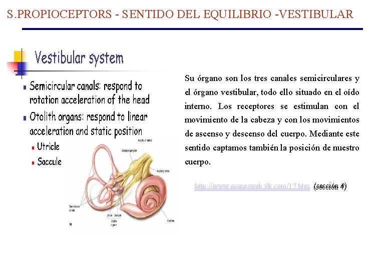 S. PROPIOCEPTORS - SENTIDO DEL EQUILIBRIO -VESTIBULAR Su órgano son los tres canales semicirculares S. PROPIOCEPTORS - SENTIDO DEL EQUILIBRIO -VESTIBULAR Su órgano son los tres canales semicirculares