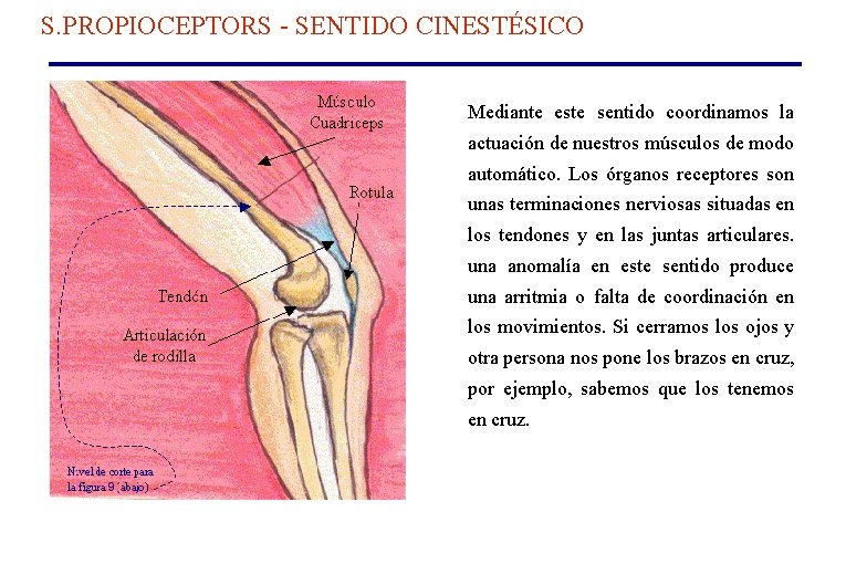 S. PROPIOCEPTORS - SENTIDO CINESTÉSICO Mediante este sentido coordinamos la actuación de nuestros músculos S. PROPIOCEPTORS - SENTIDO CINESTÉSICO Mediante este sentido coordinamos la actuación de nuestros músculos