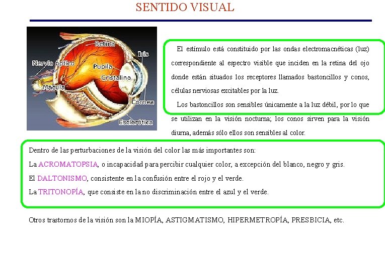 SENTIDO VISUAL El estímulo está constituido por las ondas electromacnéticas (luz) correspondiente al espectro SENTIDO VISUAL El estímulo está constituido por las ondas electromacnéticas (luz) correspondiente al espectro