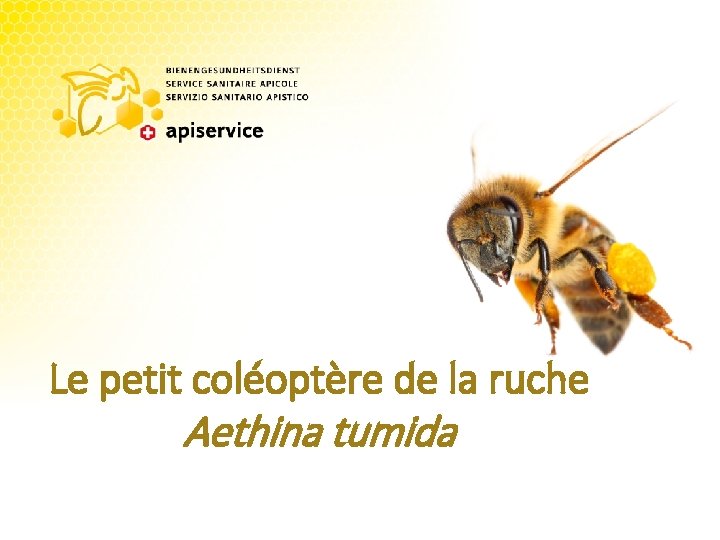Le petit coléoptère de la ruche Aethina tumida 