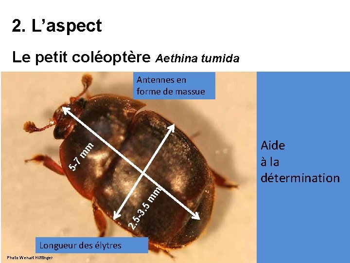 Le petit coloptre de la ruche Aethina tumida — free download