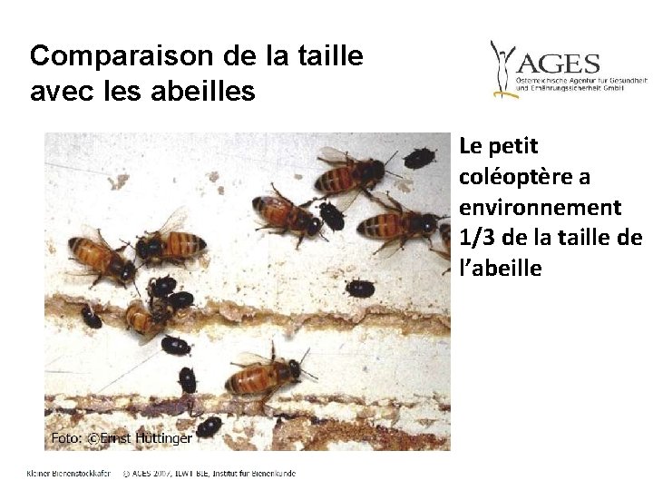 Comparaison de la taille avec les abeilles Le petit coléoptère a environnement 1/3 de