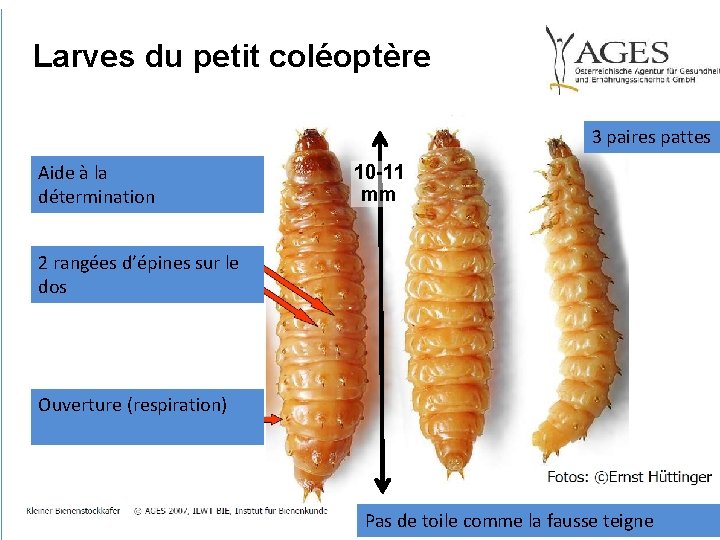 Larves du petit coléoptère 3 drei Beinpaare paires pattes Aide à la détermination 10