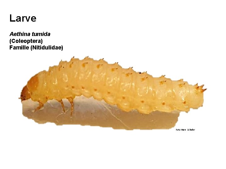 Larve Aethina tumida (Coleoptera) Famille (Nitidulidae) Foto Marc Schäfer 