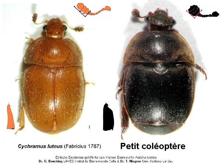Petit coléoptère 
