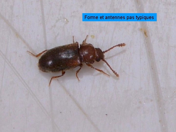 Forme et antennes pas typiques 