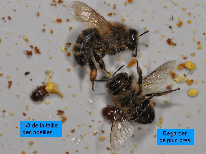 1/3 de la taille des abeilles Regarder de plus près! 