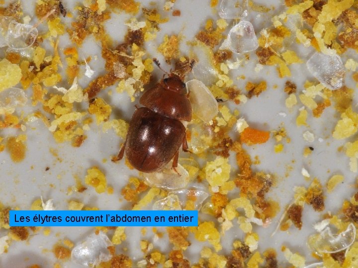Les élytres couvrent l’abdomen en entier 