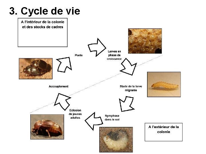 3. Cycle de vie 