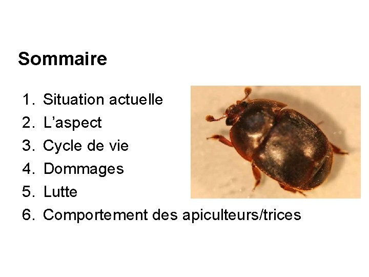 Sommaire 1. 2. 3. 4. 5. 6. Situation actuelle L’aspect Cycle de vie Dommages