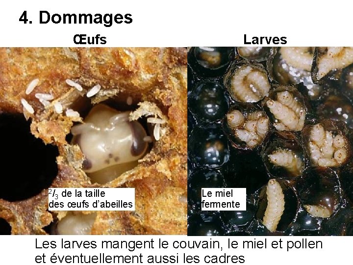 4. Dommages Œufs 2/ 3 de la taille des œufs d’abeilles Larves Le miel
