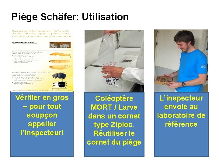 Piège Schäfer: Utilisation Vérifier en gros – pour tout soupçon appeller l’inspecteur! Coléoptère MORT