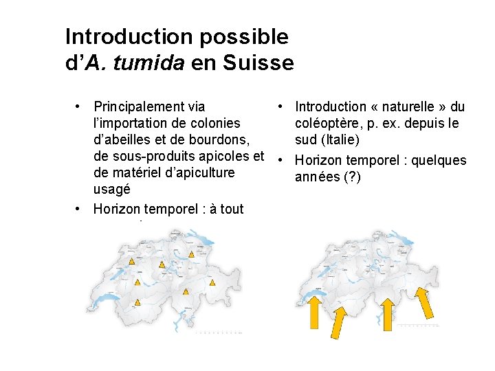 Introduction possible d’A. tumida en Suisse • Principalement via • Introduction « naturelle »