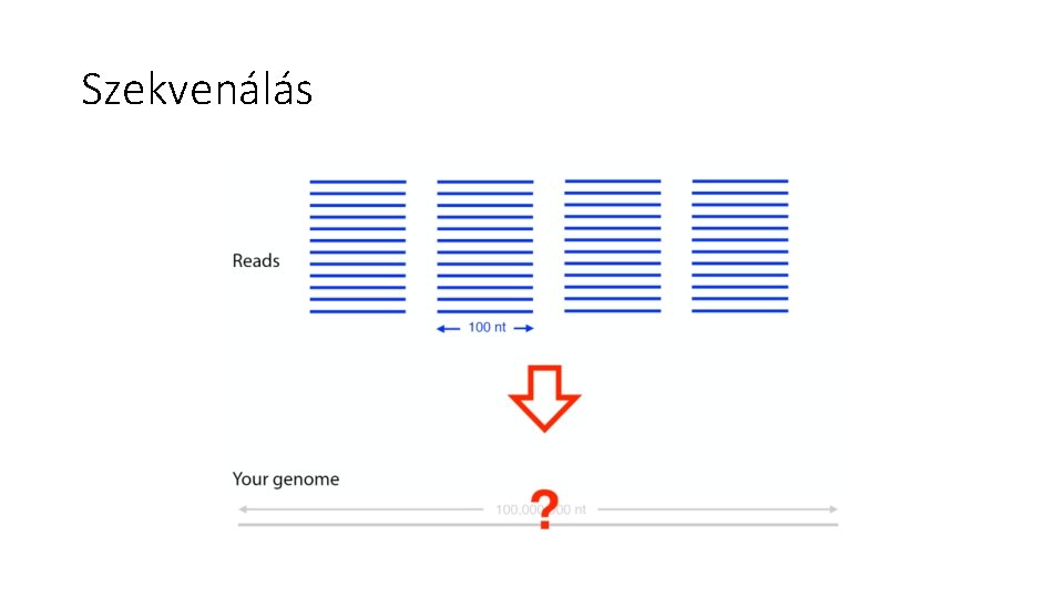 Szekvenálás 