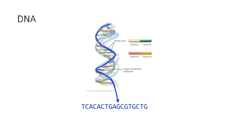 DNA 