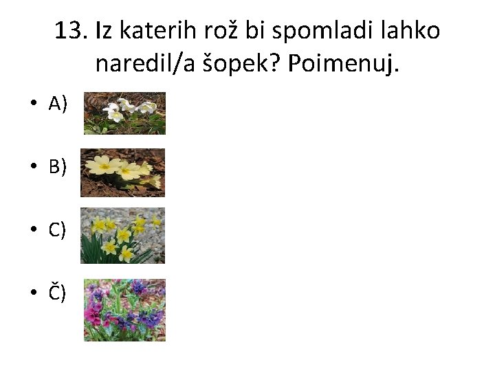 13. Iz katerih rož bi spomladi lahko naredil/a šopek? Poimenuj. • A) • B)
