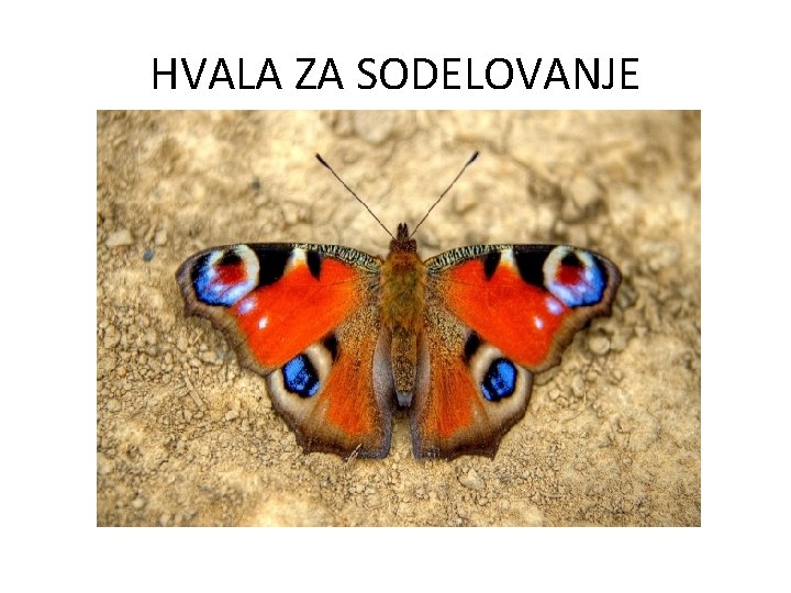 HVALA ZA SODELOVANJE 