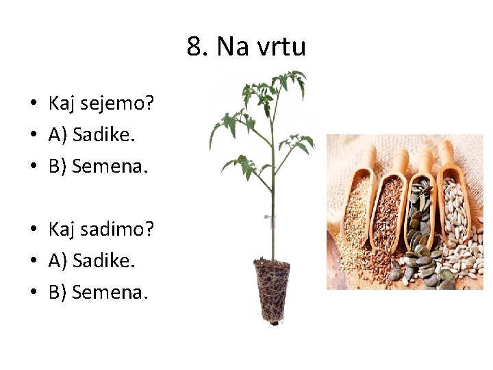 8. Na vrtu • Kaj sejemo? • A) Sadike. • B) Semena. • Kaj