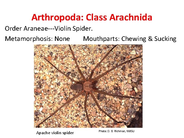 Arthropoda: Class Arachnida Order Araneae---Violin Spider. Metamorphosis: None Mouthparts: Chewing & Sucking Apache violin