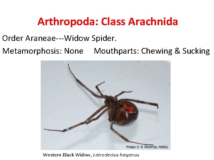 Arthropoda: Class Arachnida Order Araneae---Widow Spider. Metamorphosis: None Mouthparts: Chewing & Sucking Photo: D.
