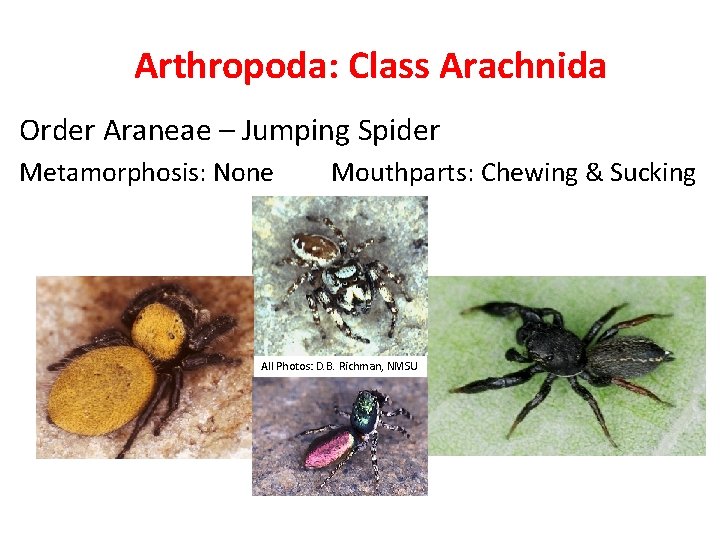Arthropoda: Class Arachnida Order Araneae – Jumping Spider Metamorphosis: None Mouthparts: Chewing & Sucking