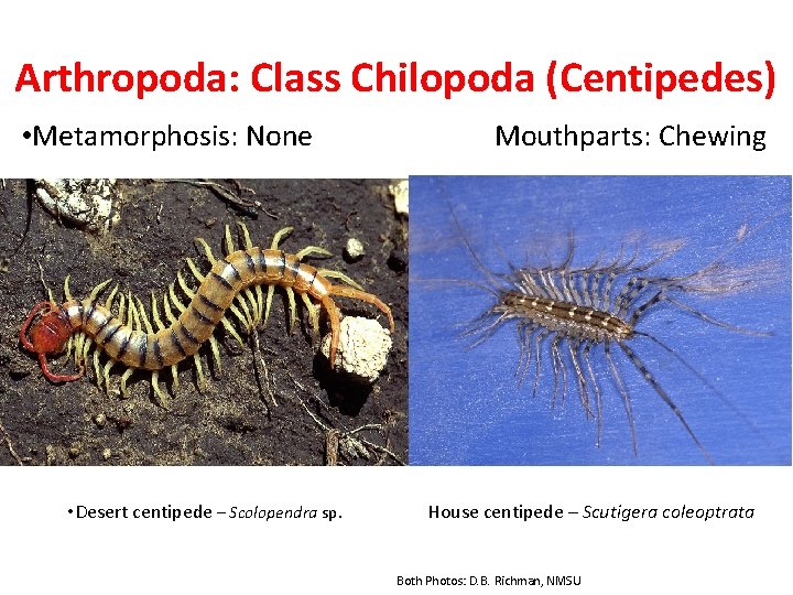 Arthropoda: Class Chilopoda (Centipedes) • Metamorphosis: None • Desert centipede – Scolopendra sp. Mouthparts: