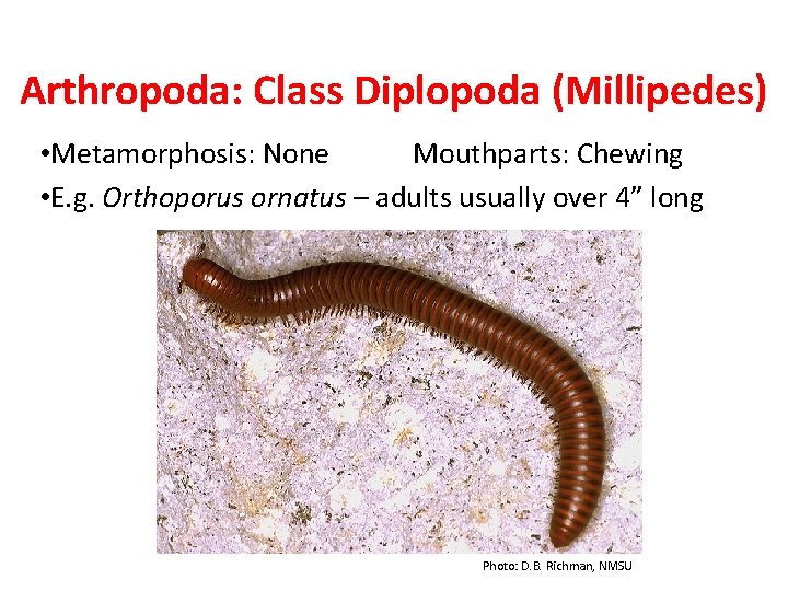 Arthropoda: Class Diplopoda (Millipedes) • Metamorphosis: None Mouthparts: Chewing • E. g. Orthoporus ornatus