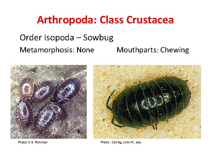 Arthropoda: Class Crustacea Order Isopoda – Sowbug Metamorphosis: None Photo: D. B. Richman Mouthparts: