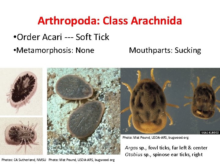 Arthropoda: Class Arachnida • Order Acari --- Soft Tick • Metamorphosis: None Mouthparts: Sucking