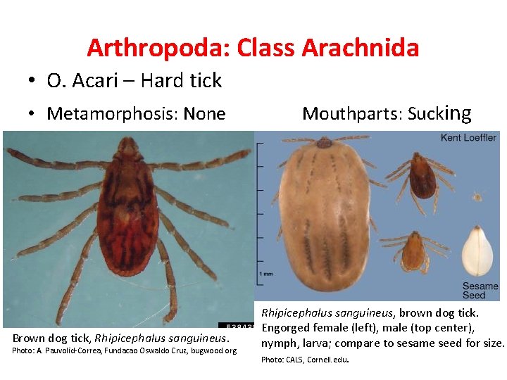 Arthropoda: Class Arachnida • O. Acari – Hard tick • Metamorphosis: None Brown dog