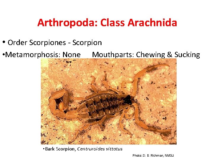 Arthropoda: Class Arachnida • Order Scorpiones - Scorpion • Metamorphosis: None Mouthparts: Chewing &