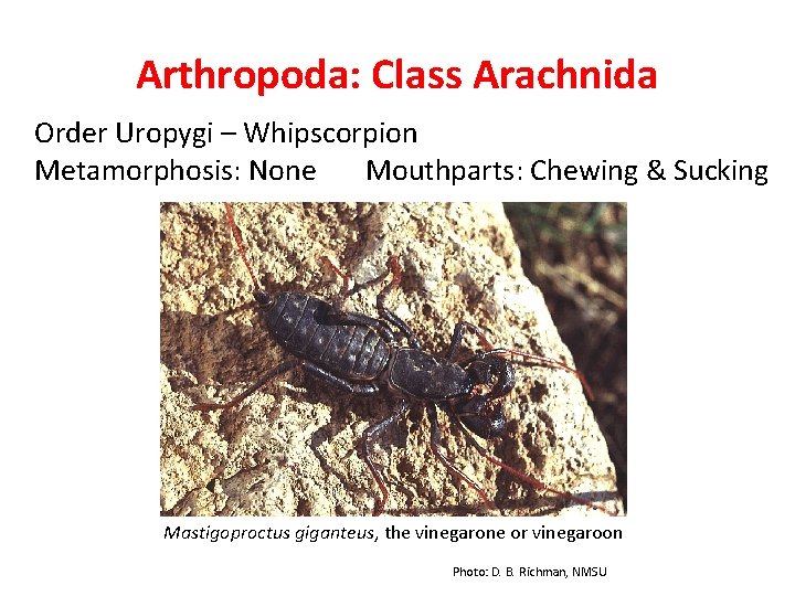 Arthropoda: Class Arachnida Order Uropygi – Whipscorpion Metamorphosis: None Mouthparts: Chewing & Sucking Mastigoproctus