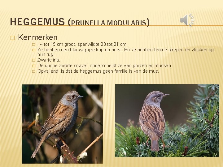 HEGGEMUS (PRUNELLA MODULARIS) � Kenmerken � � � 14 tot 15 cm groot, spanwijdte